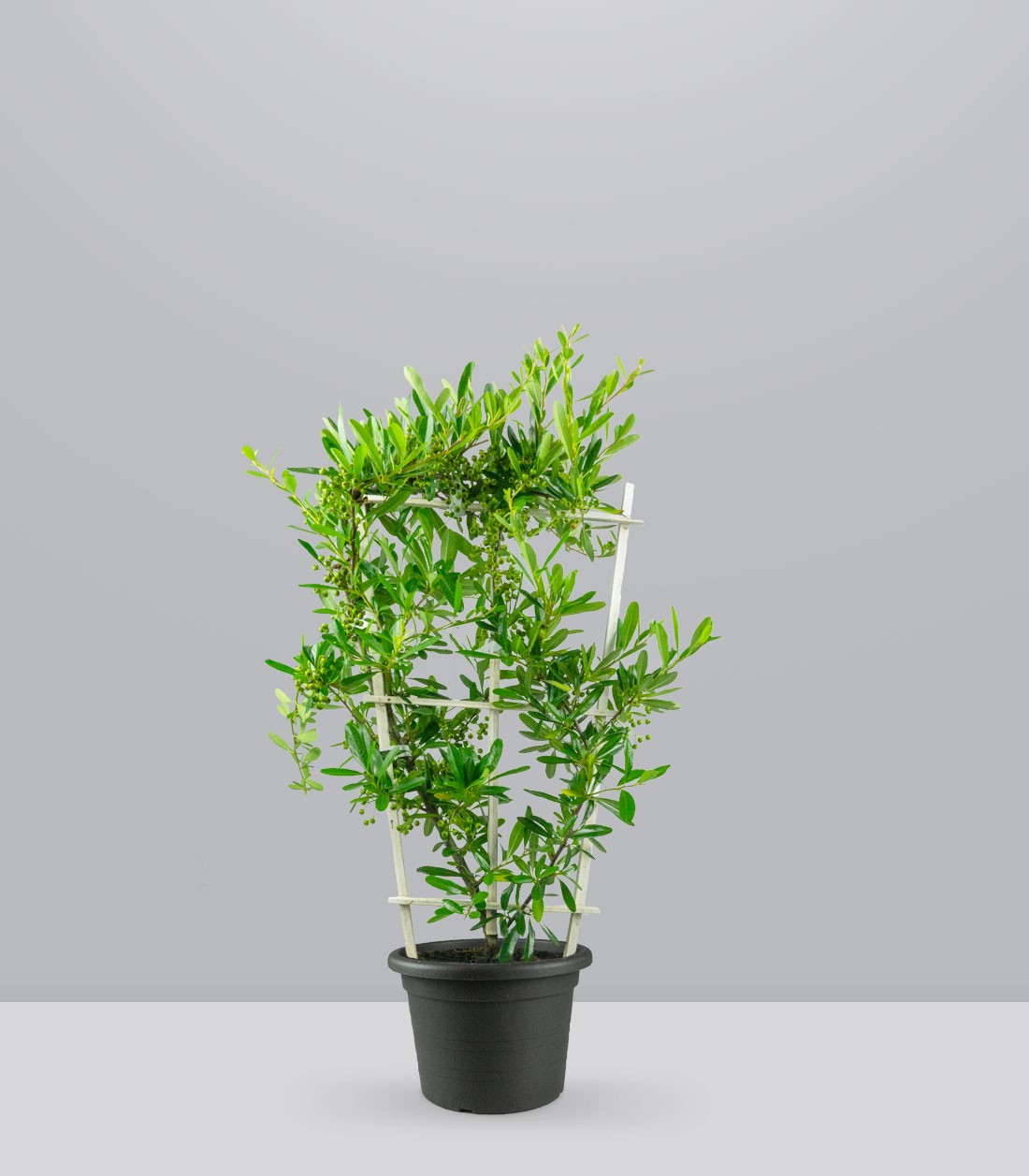 Pyracantha 70 cm