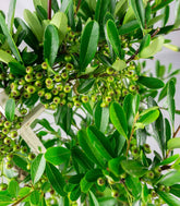 Pyracantha 70 cm