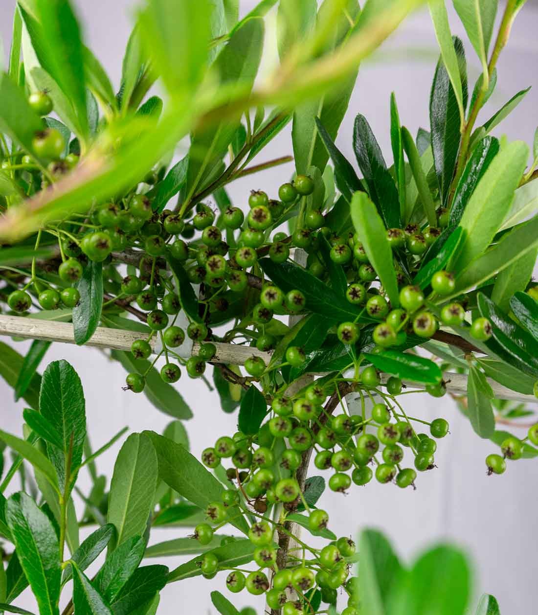 Pyracantha 70 cm
