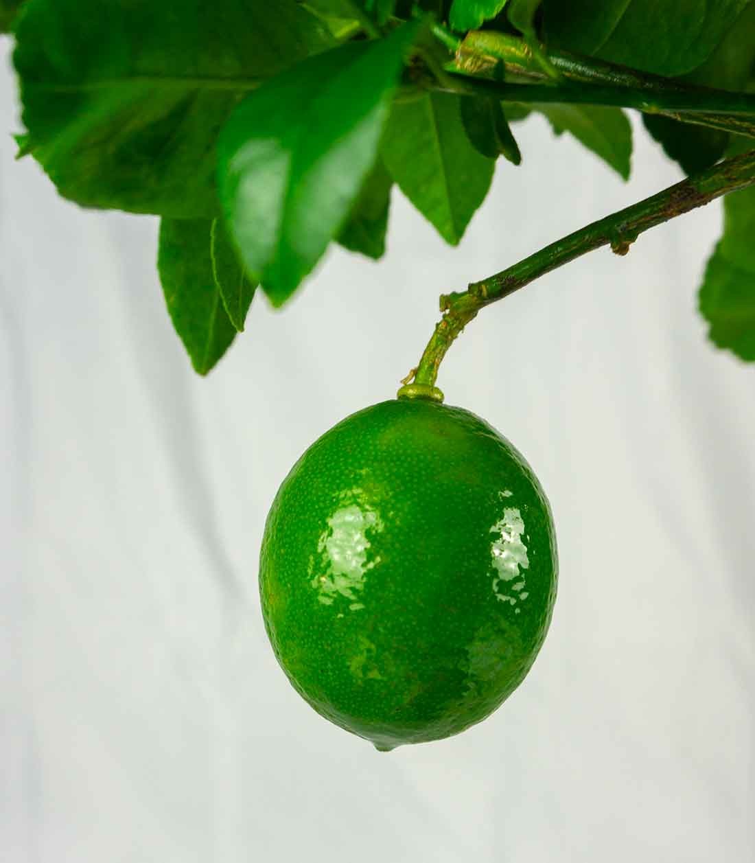 Pianta di Limone Meyer