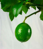 Pianta di Limone Meyer