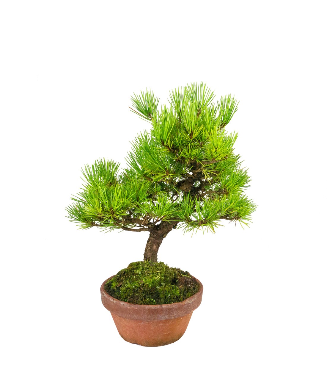 Bonsai di Pino Thunbergii Giapponese