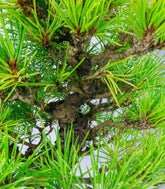Bonsai di Pino Thunbergii Giapponese