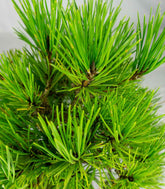 Bonsai di Pino Thunbergii Giapponese