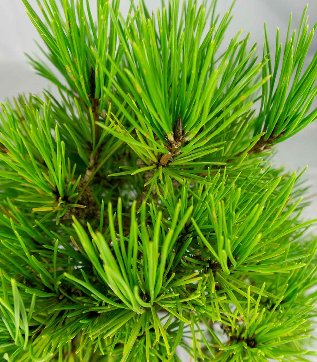 Bonsai di Pino Thunbergii Giapponese