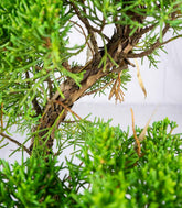 Ginepro Chinensis Giapponese Esemplare 15 anni