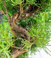 Ginepro Chinensis Giapponese Esemplare 15 anni