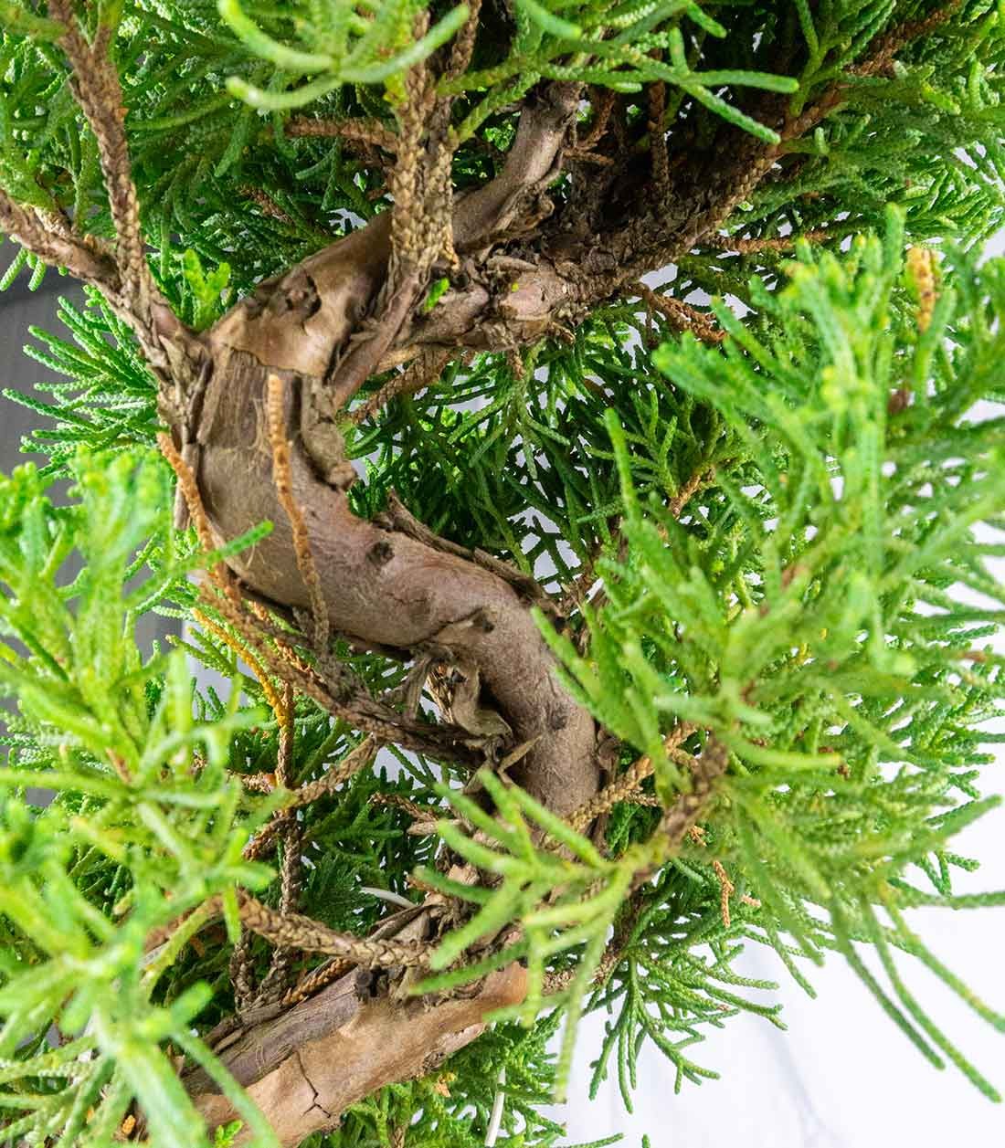 Ginepro Chinensis Giapponese Esemplare 15 anni