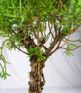 Ginepro Chinensis Giapponese Esemplare 15 anni