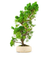 Ginepro chinensis giapponese bonsai