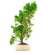 Ginepro chinensis giapponese bonsai