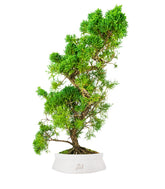 Ginepro chinensis giapponese bonsai
