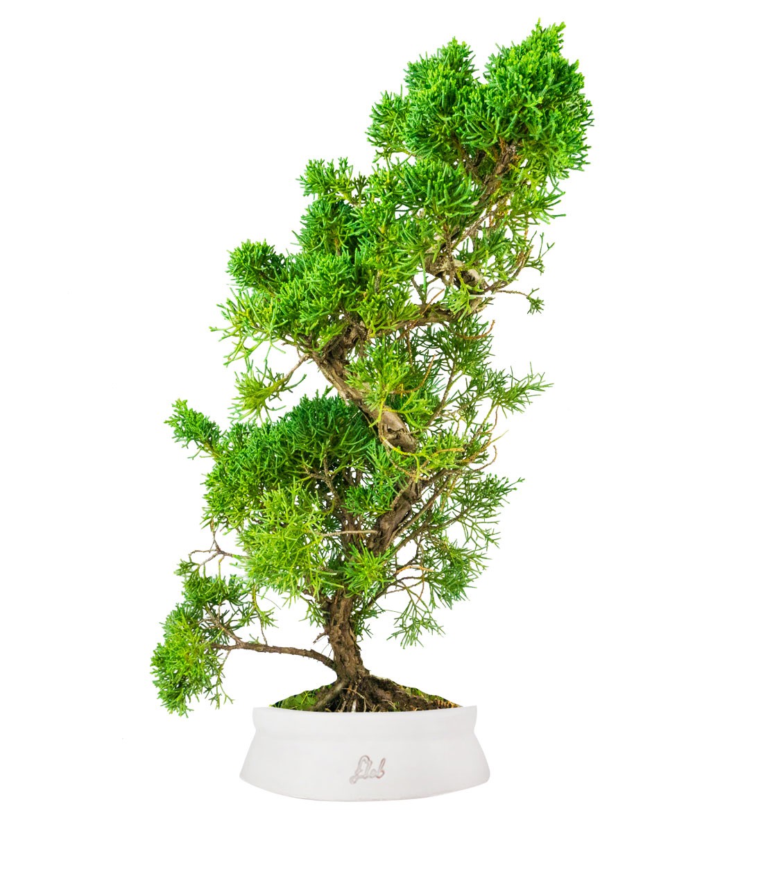 Ginepro chinensis giapponese bonsai