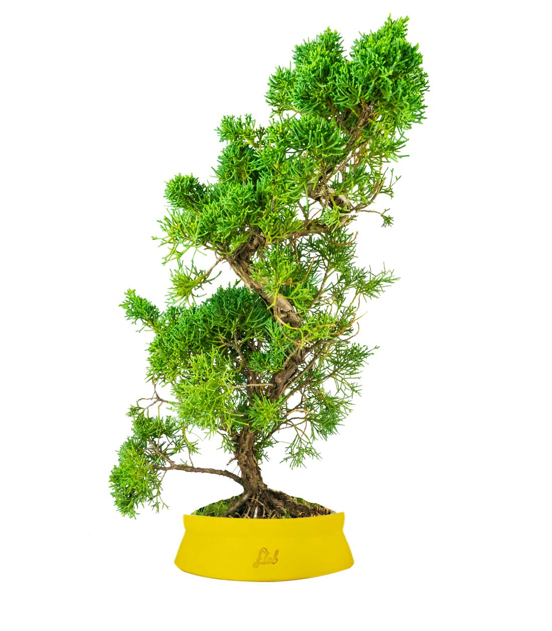 Ginepro chinensis giapponese bonsai