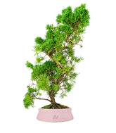 Ginepro chinensis giapponese bonsai