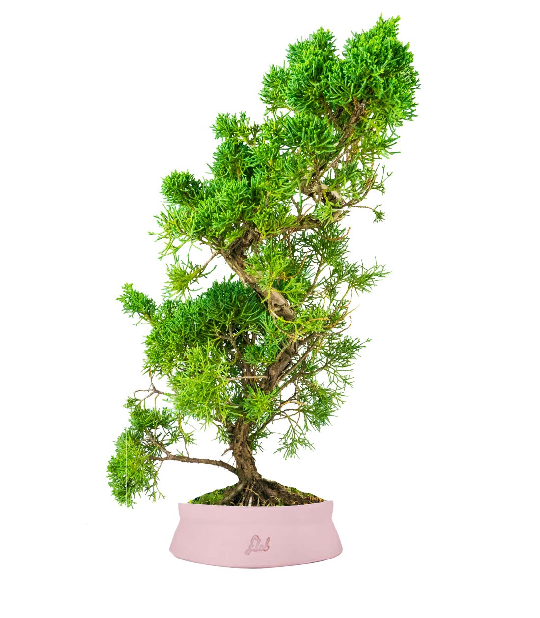 Ginepro chinensis giapponese bonsai