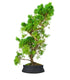 Ginepro chinensis giapponese bonsai