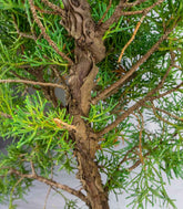 Ginepro chinensis giapponese bonsai
