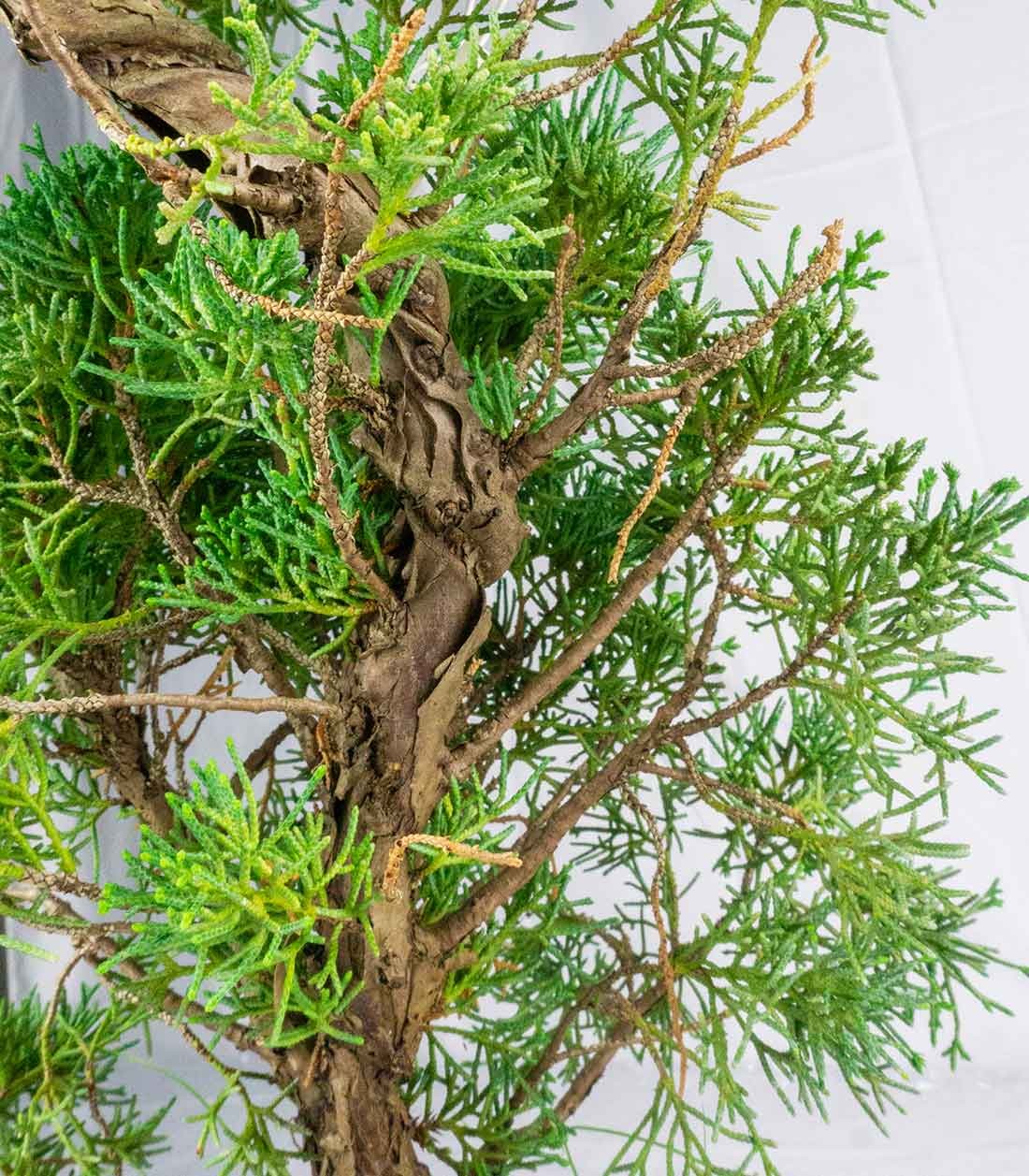 Ginepro chinensis giapponese bonsai