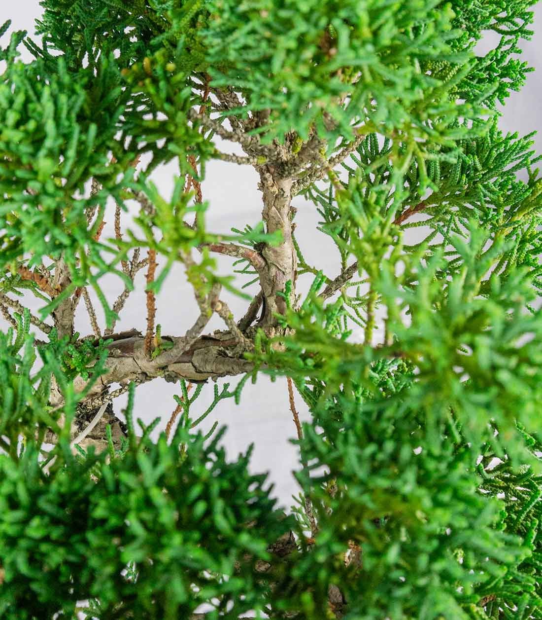 Ginepro chinensis giapponese bonsai