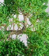 Ginepro chinensis giapponese bonsai