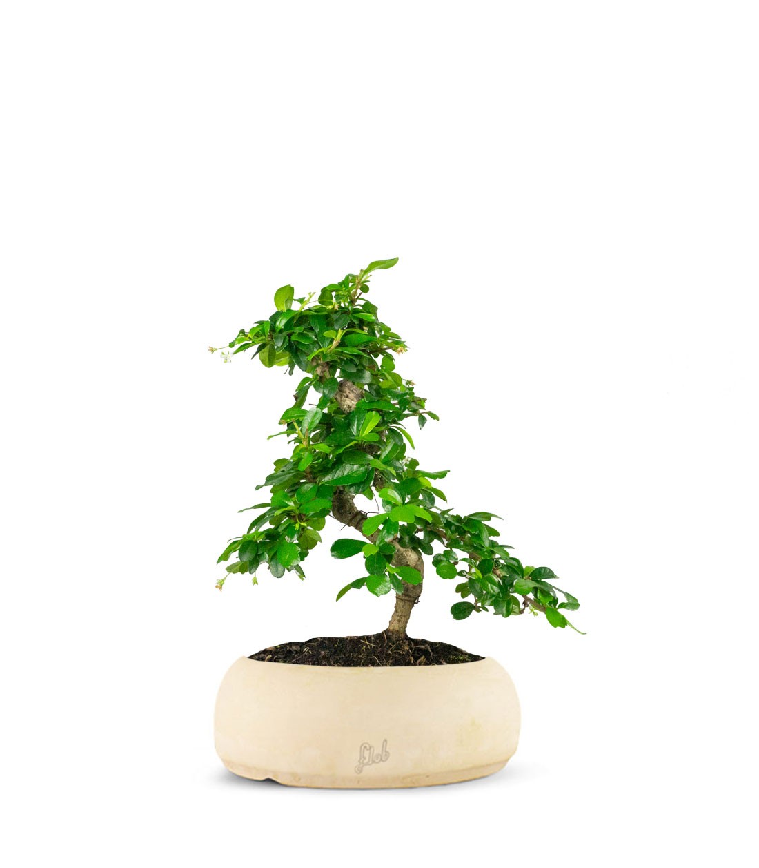 Carmona bonsai impalcata
