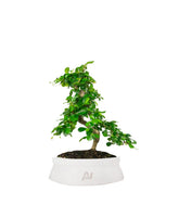 Carmona bonsai impalcata