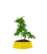Carmona bonsai impalcata