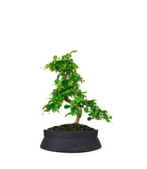 Carmona bonsai impalcata