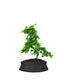 Carmona bonsai impalcata