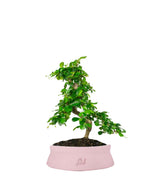 Carmona bonsai impalcata