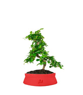 Carmona bonsai impalcata