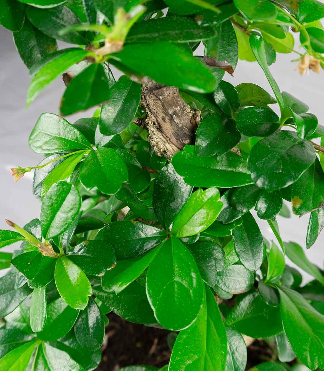 Carmona bonsai impalcata