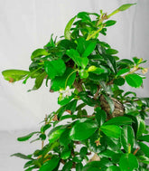 Carmona bonsai impalcata