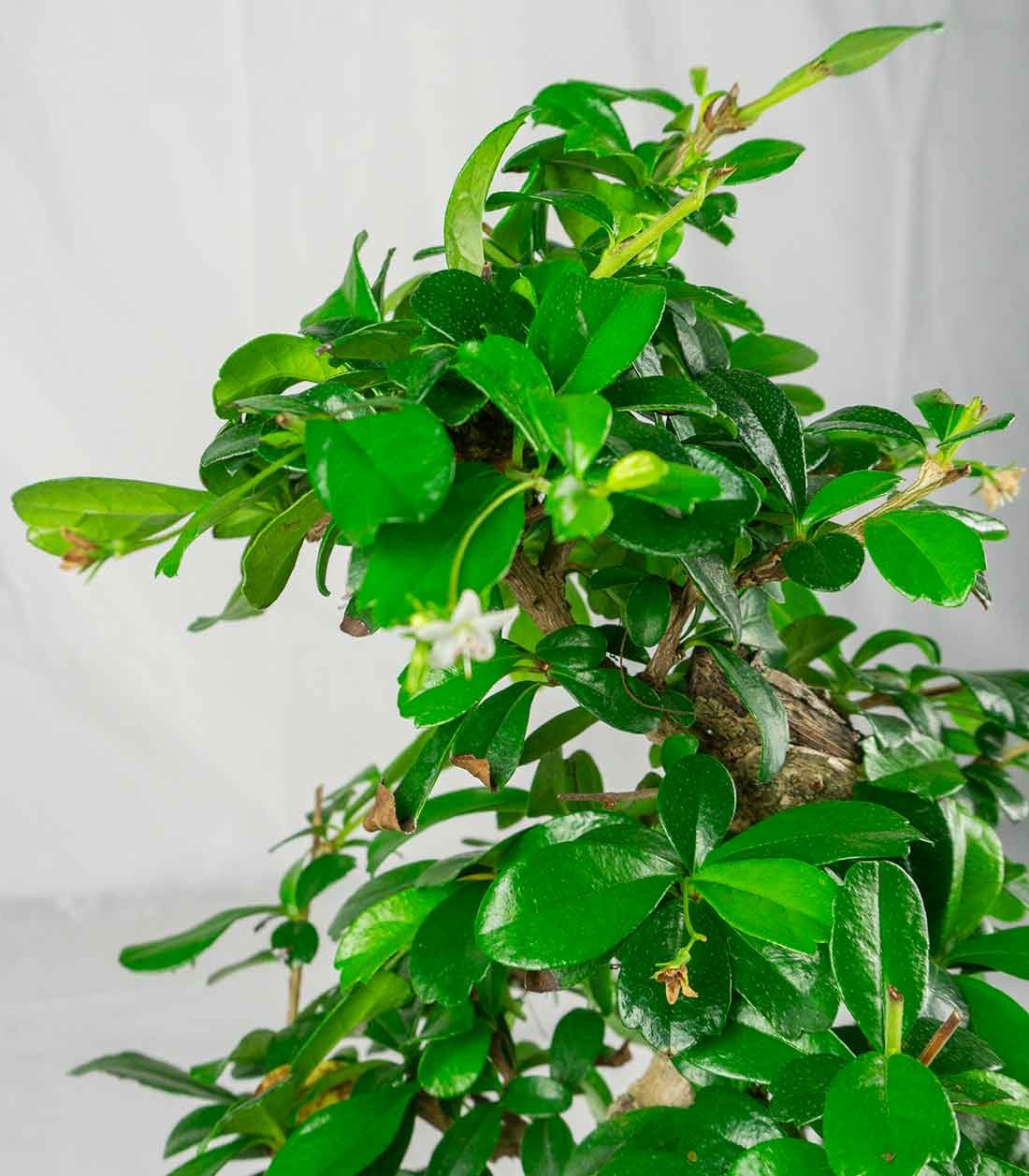 Carmona bonsai impalcata
