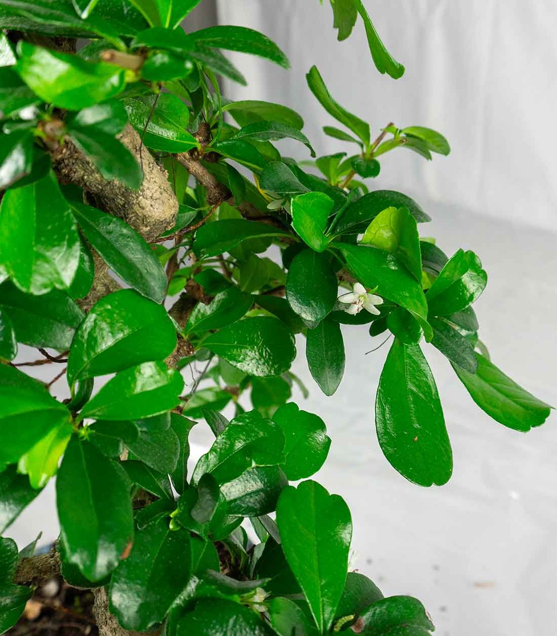 Carmona bonsai impalcata