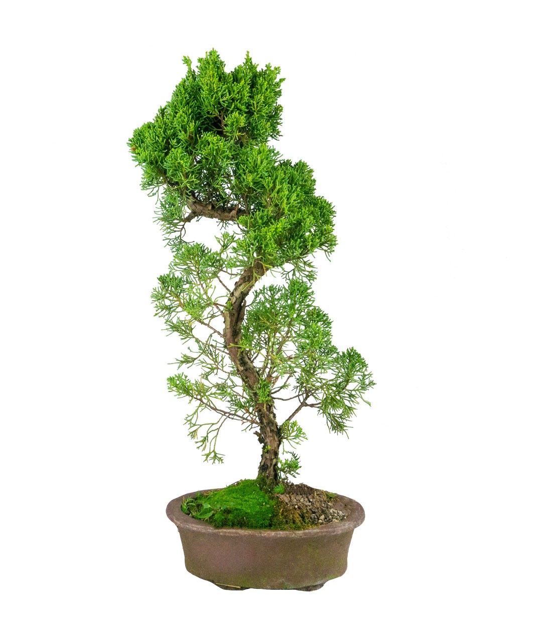 Esemplare Ginepro Chinensis Giapponese 15 anni