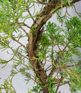 Esemplare Ginepro Chinensis Giapponese 15 anni
