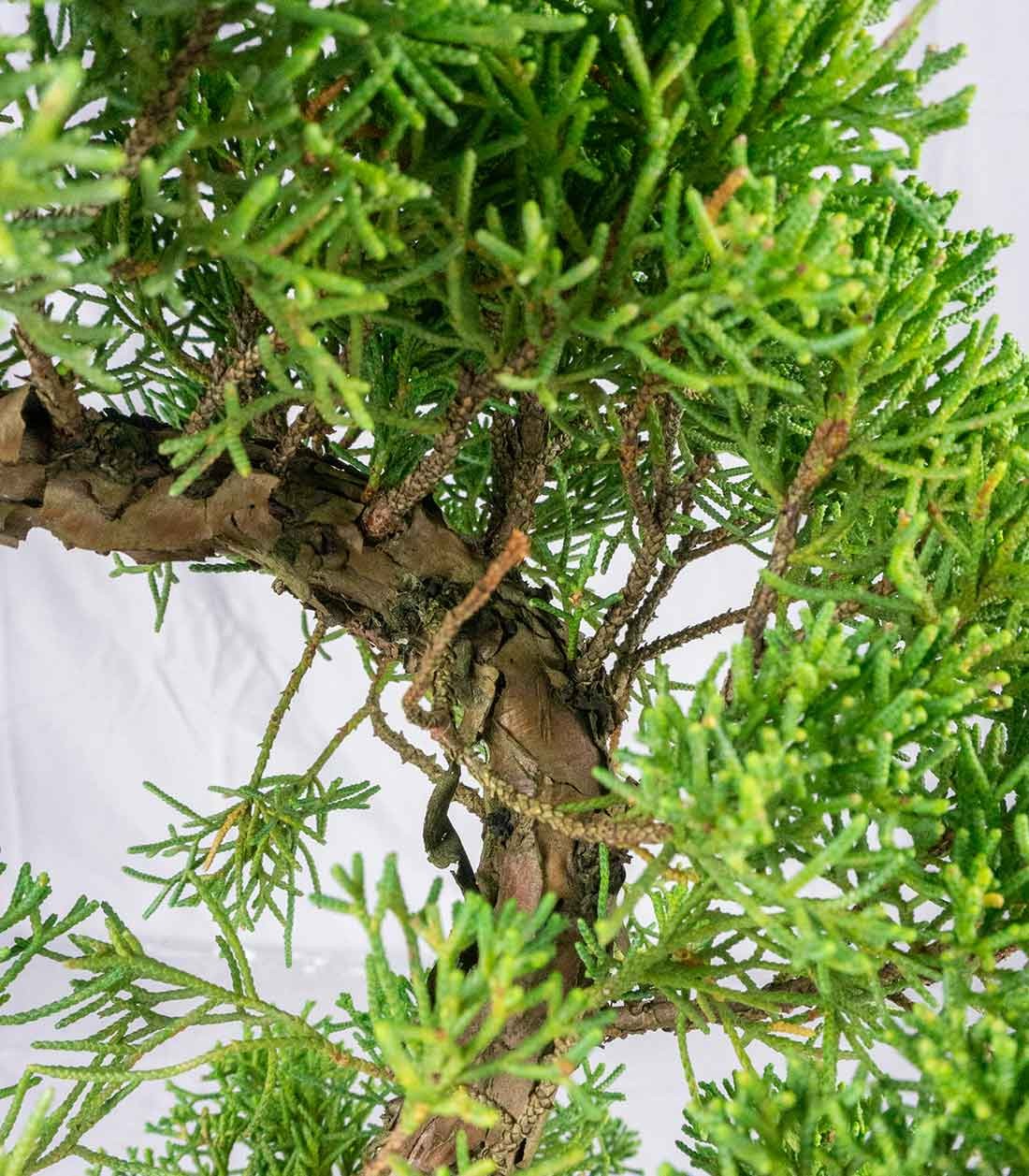 Esemplare Ginepro Chinensis Giapponese 15 anni