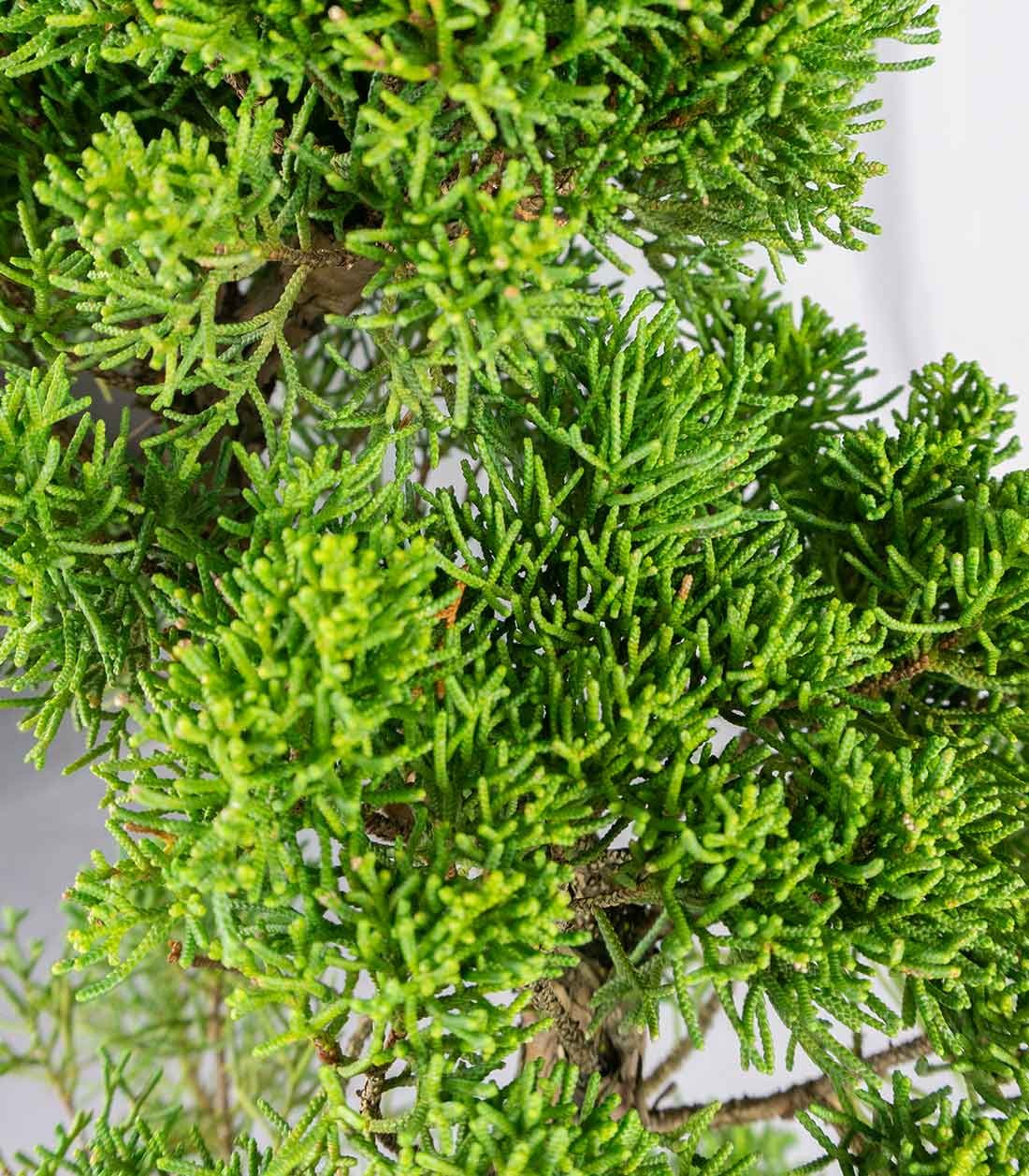 Esemplare Ginepro Chinensis Giapponese 15 anni