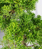 Esemplare Ginepro Chinensis Giapponese 15 anni