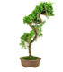 Esemplare 2 Ginepro chinensis giapponese