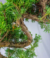 Esemplare 2 Ginepro chinensis giapponese