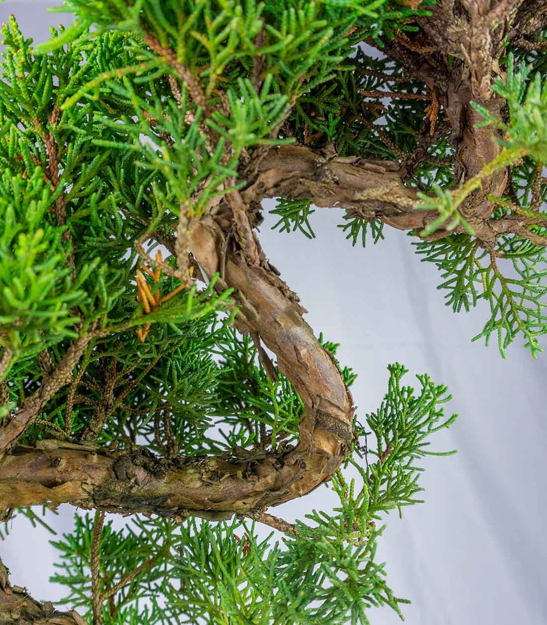 Esemplare 2 Ginepro chinensis giapponese
