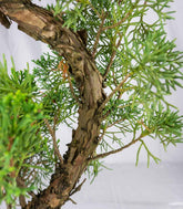 Esemplare 2 Ginepro chinensis giapponese