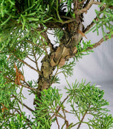 Esemplare 2 Ginepro chinensis giapponese