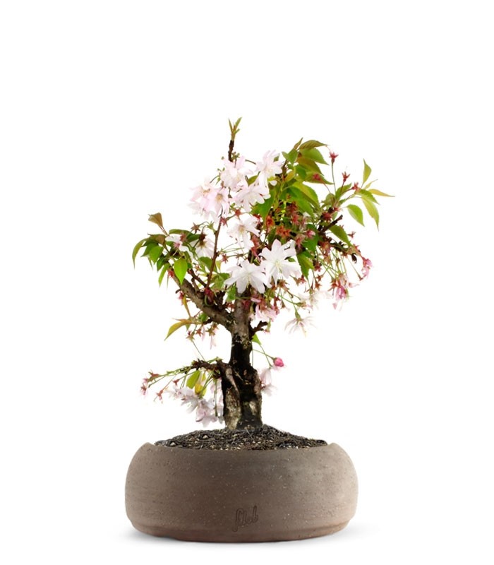 Ciliegio Giapponese Bonsai