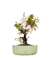 Ciliegio Giapponese Bonsai
