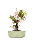 Ciliegio Giapponese Bonsai