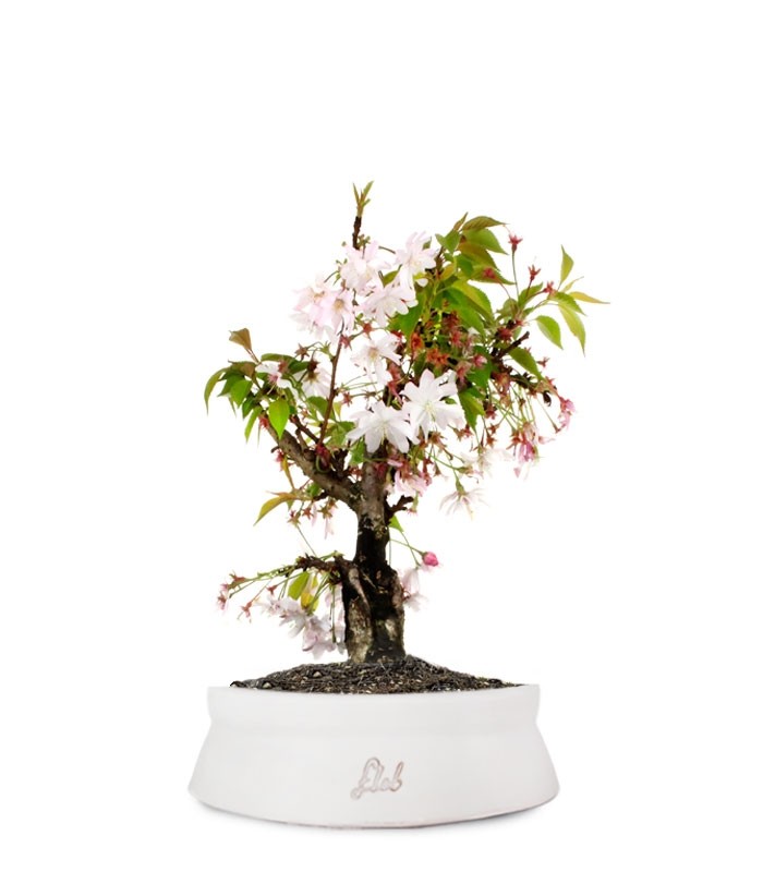 Ciliegio Giapponese Bonsai